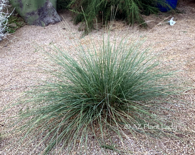 Pink Muhly (Muhlenbergia capillaris). Will soon burst forth in burgundy plumes in fall 