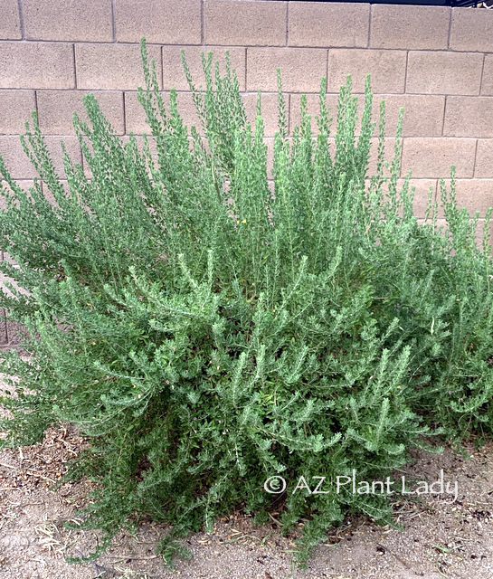 'Rio Bravo' Texas Sage in desert garden