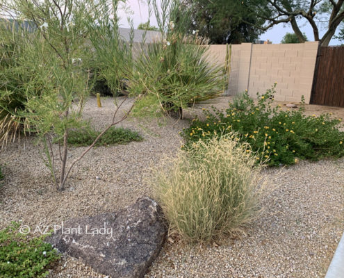 desert garden in summer