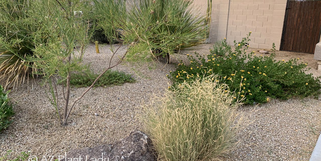 desert garden in summer
