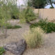 desert garden in summer