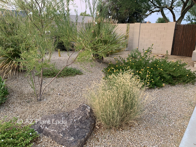 garden in the desert with small tree and plants