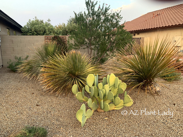 Signs of heat stress desert garden