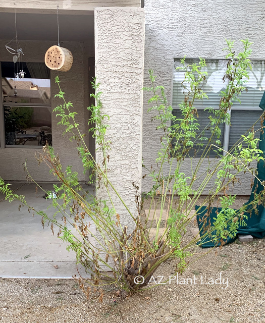 Pink Trumpet Vine partially defoliated due to the heat in desert garden