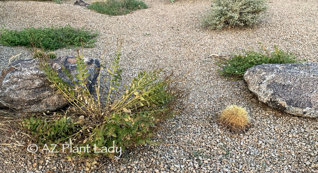 Desert Garden heat-stressed Rock Penstemon and Golden Barrel Cactus