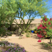 palo verde tree bougainvillea backyard landscape