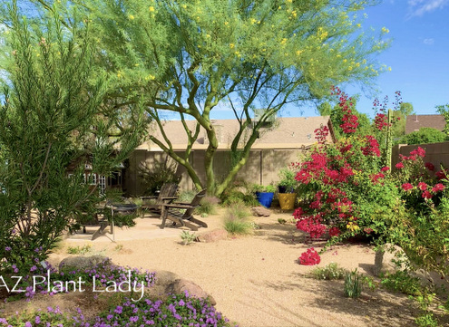 palo verde tree bougainvillea backyard landscape