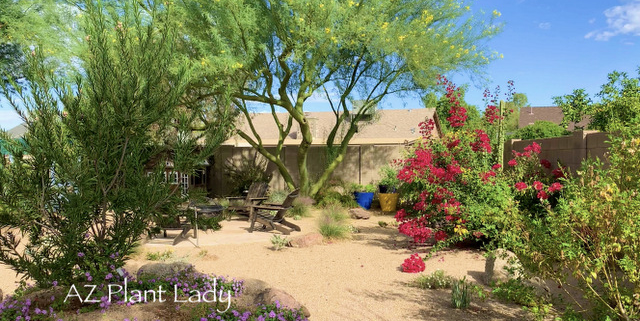 palo verde tree bougainvillea backyard landscape