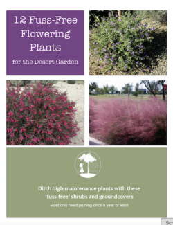 Guide for Fuss-Free Flowering Plants for the Desert Garden