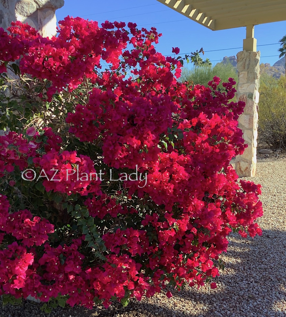 Bougainvillea 'Barbara Karst' is boldly vibrant with hot pink blooms