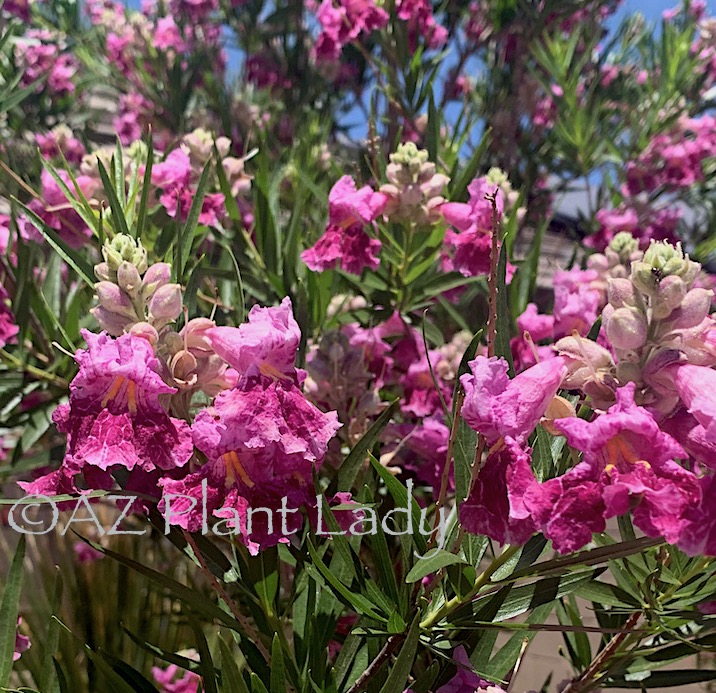 Desert Willow Chilopsis linearis tree has colorful pink blooms