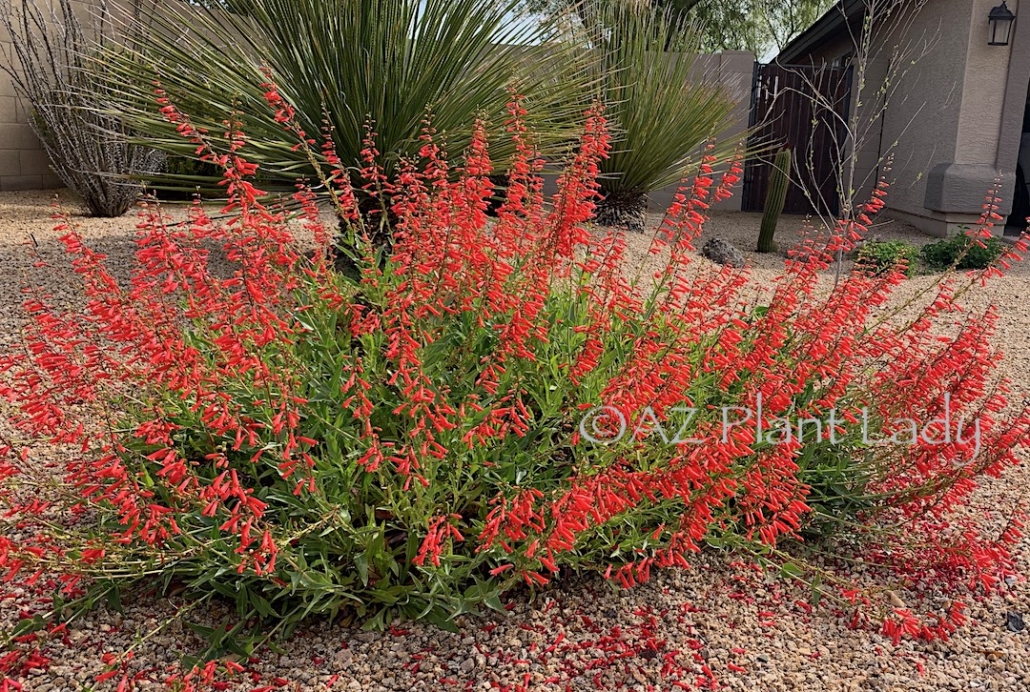 Firecracker Penstemon Penstemon eatoni has bold red flowers that bloom off long stems