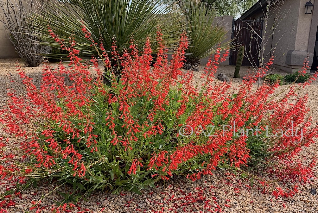 8 Colorful Plants for the Desert Garden and Where to Find Them