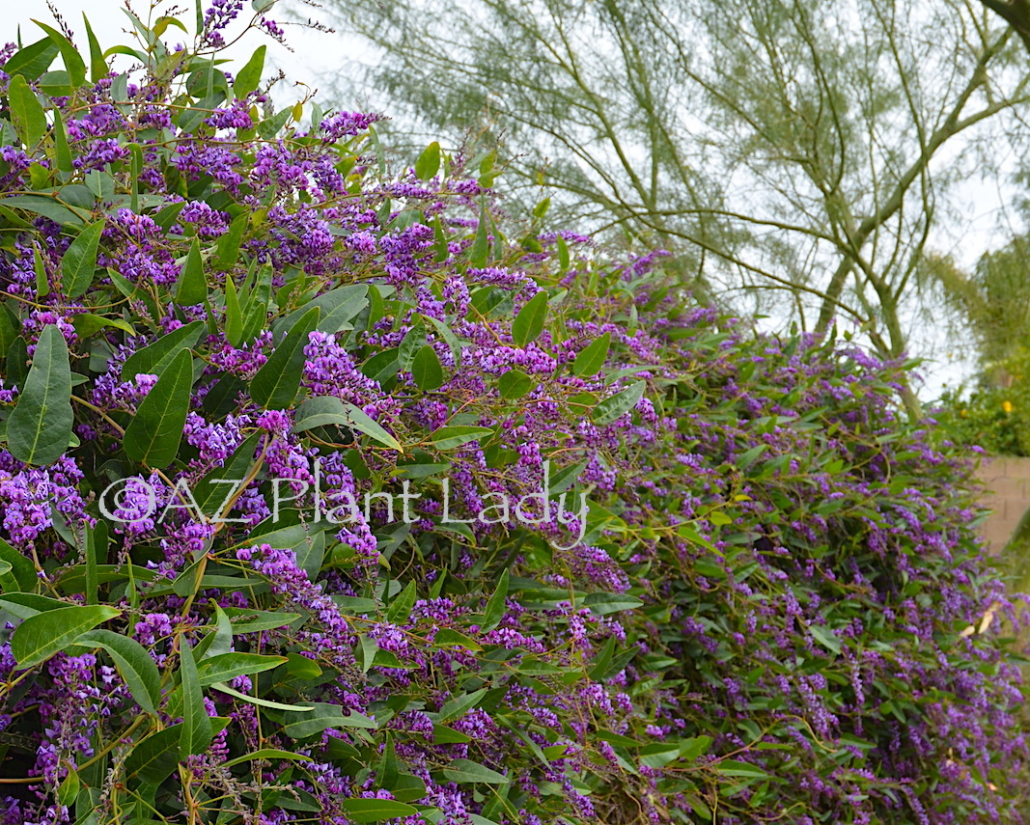 Purple Lilac Vine Hardenbergia violaceae is a great desert plant that has lovely lilac-like blooms