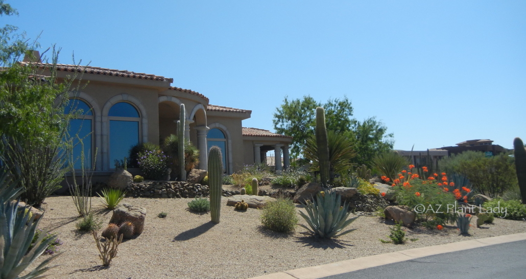 Protecting Your Desert Garden From a Heatwave