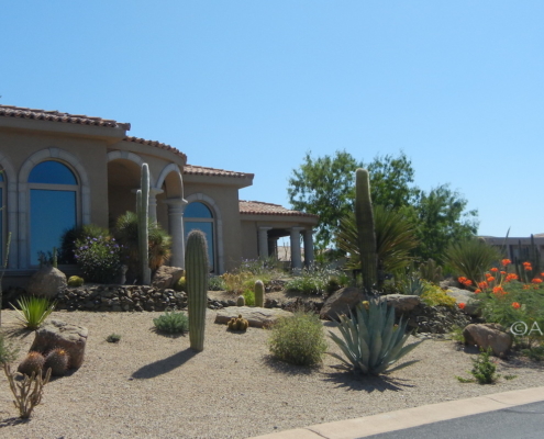 desert garden