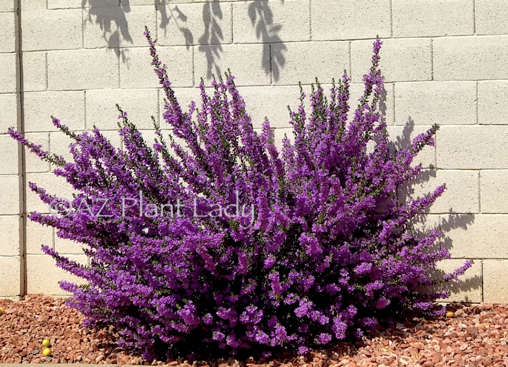 'Rio Bravo' Texas Sage Leucophyllum langmaniae 'Rio Bravo' has masses of purple flowers