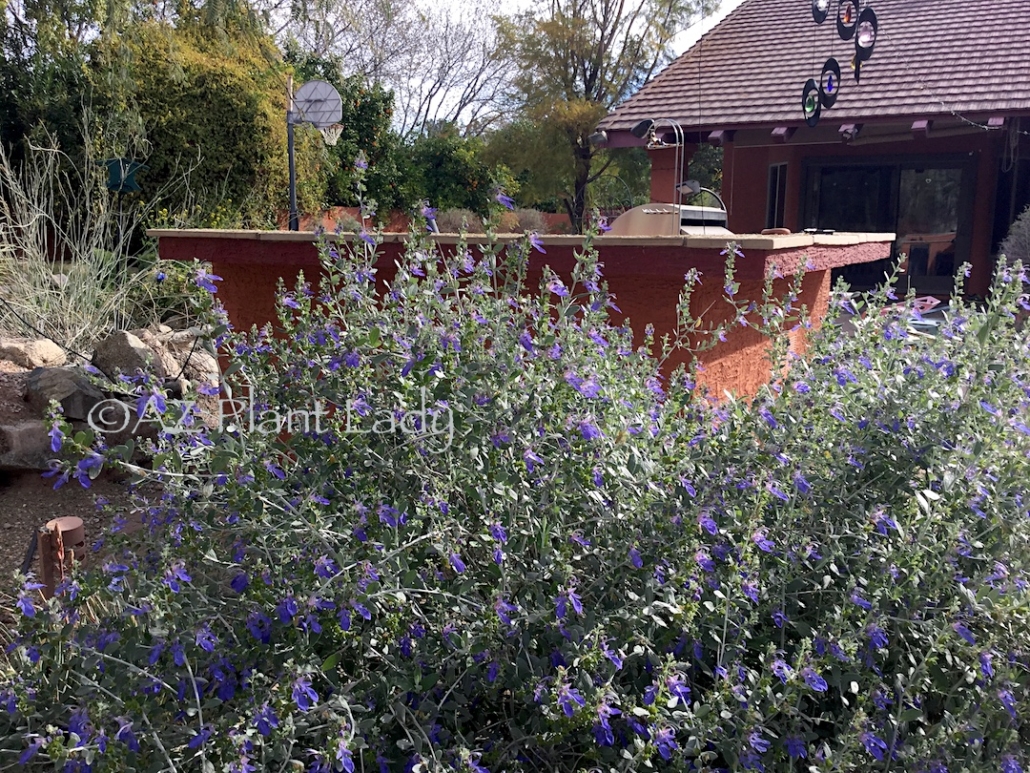 Shrubby Germander Teucrium fruticans 'Azurea' is a Mediterranean shrub with blue-purple flowers