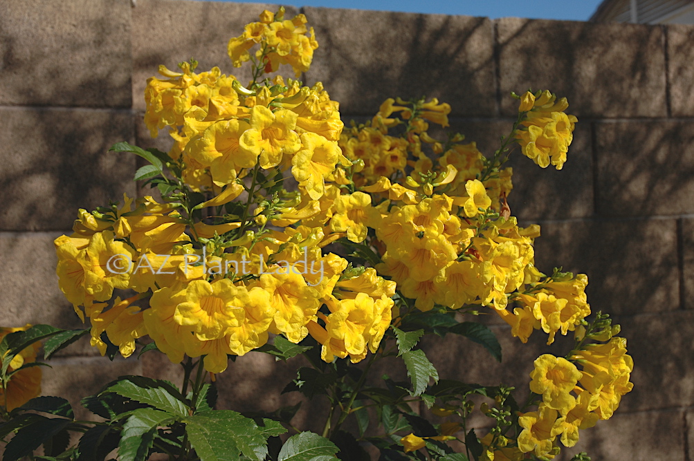 Yellow Bells Tecoma stans var. stans is a lovely green shrub with bold yellow flowers