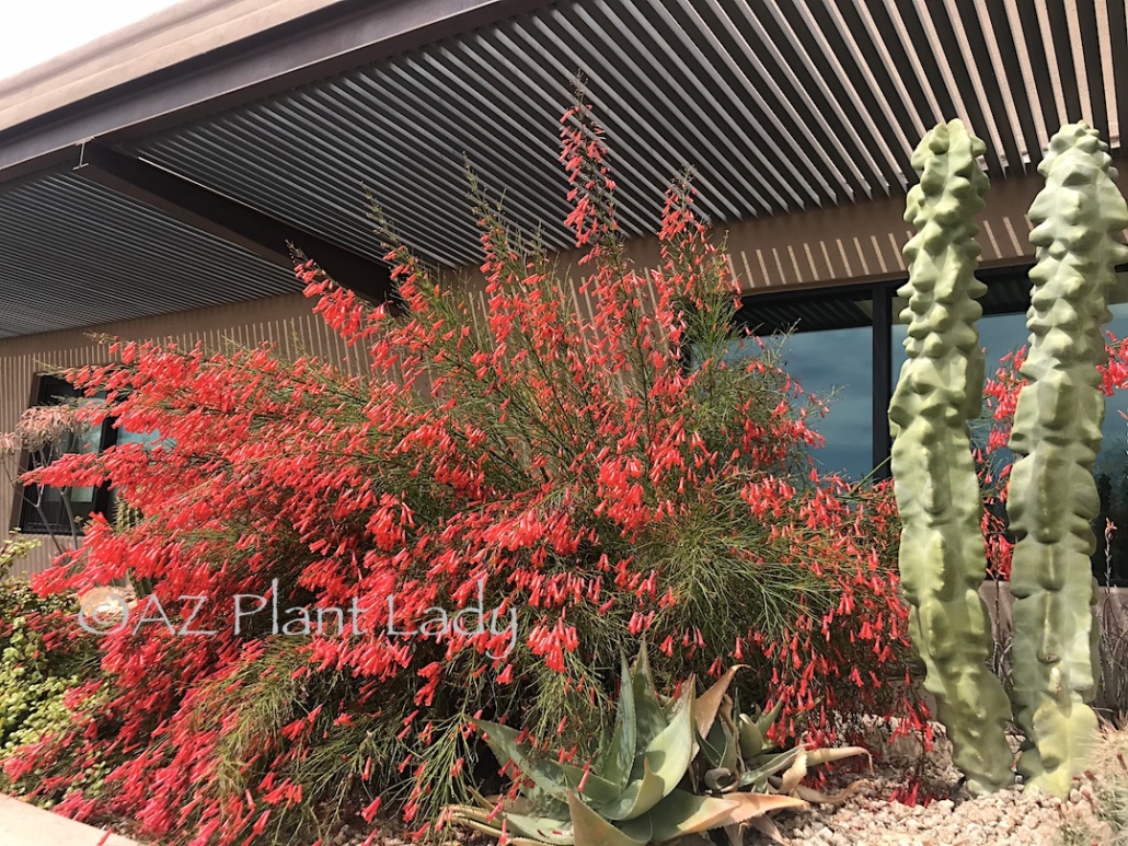 Colorful Plants for Desert Garden