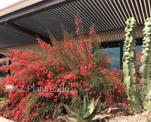 coral fountain shrub