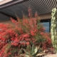 coral fountain shrub