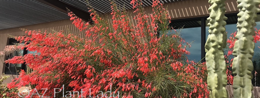 coral fountain shrub