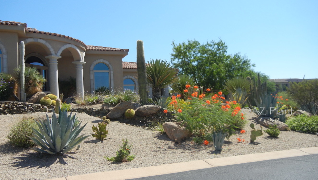 heatproof summer desert garden