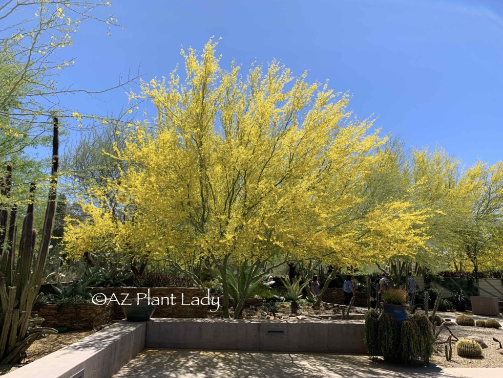 Lovely flowering Desert Museum Palo Verde Tree