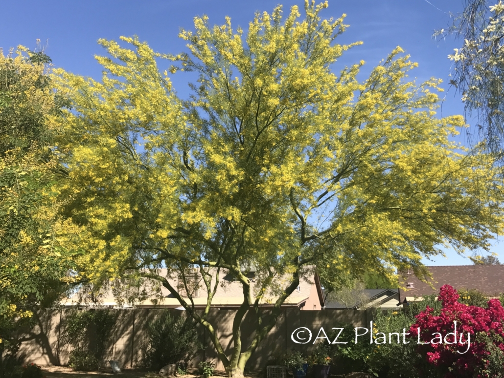 Palo Verde Tree in full yellow bloom