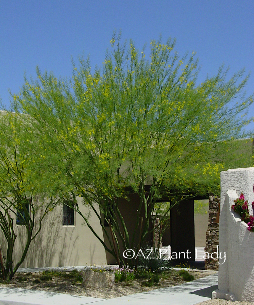 A blooming Desert Museum Palo Verde Tree