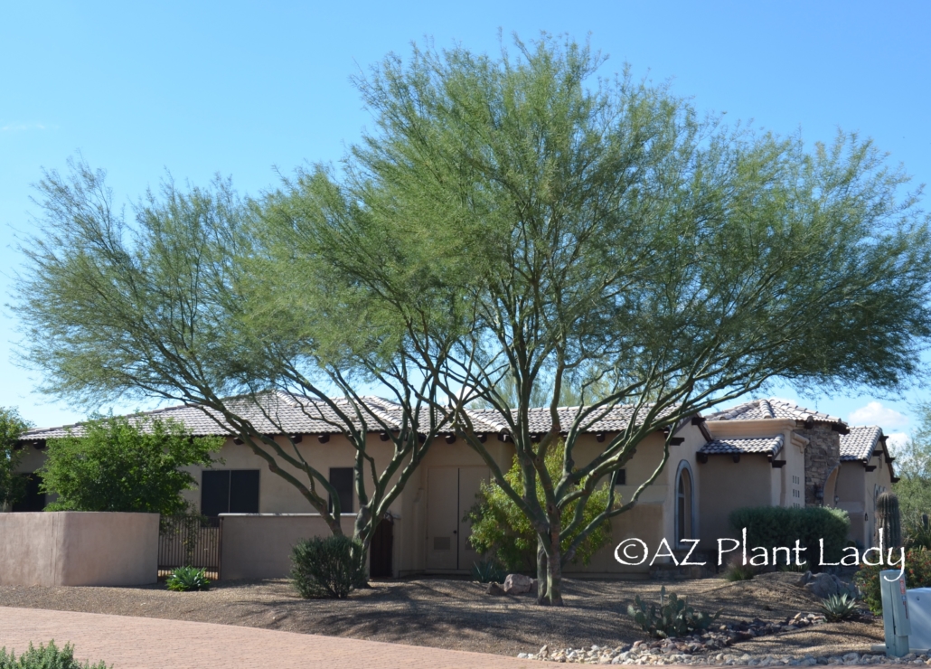 Several Palo Verde Trees grouped together