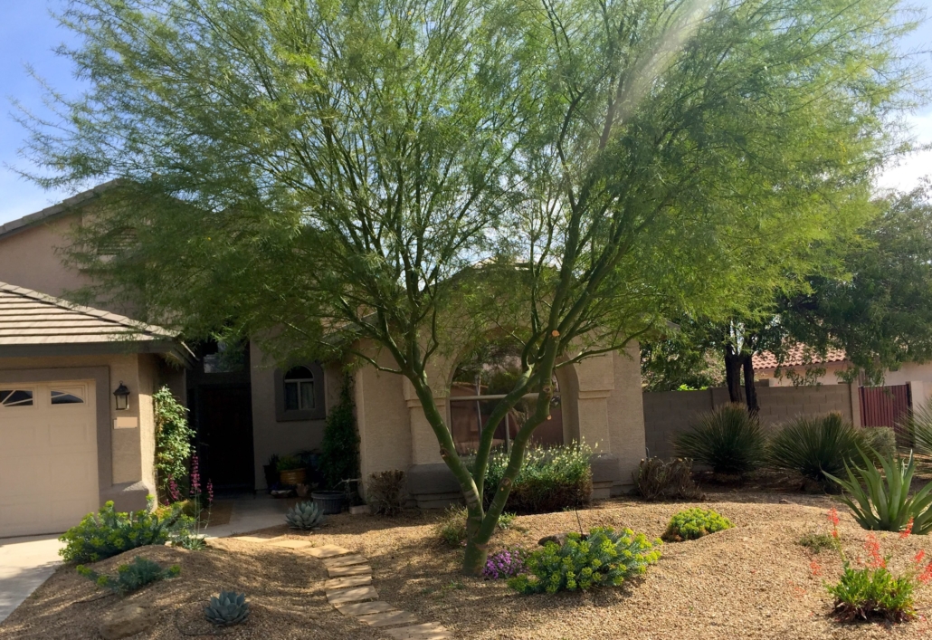 Desert Museum Palo Verde Tree in the front garden