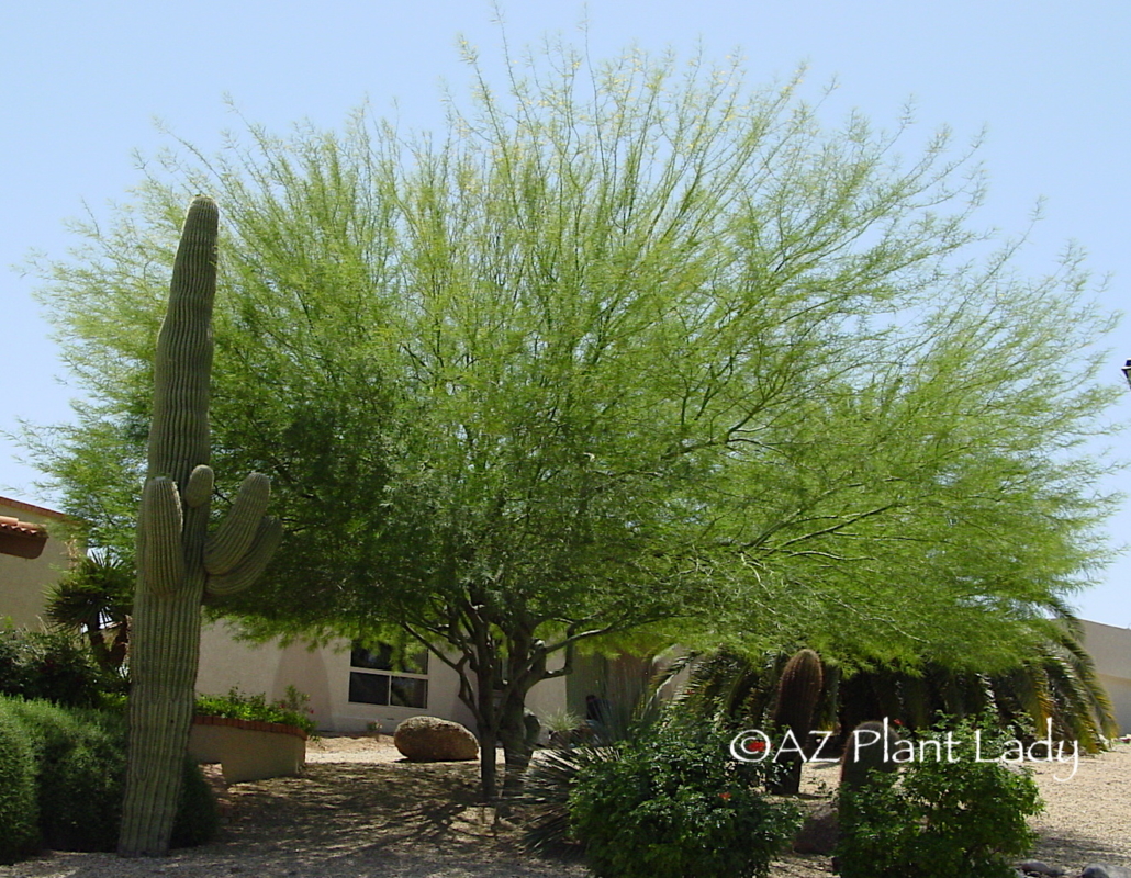 a large desert museum palo verde tree