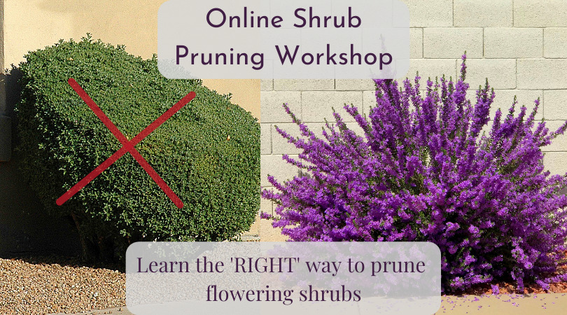 online shrub pruning workshop