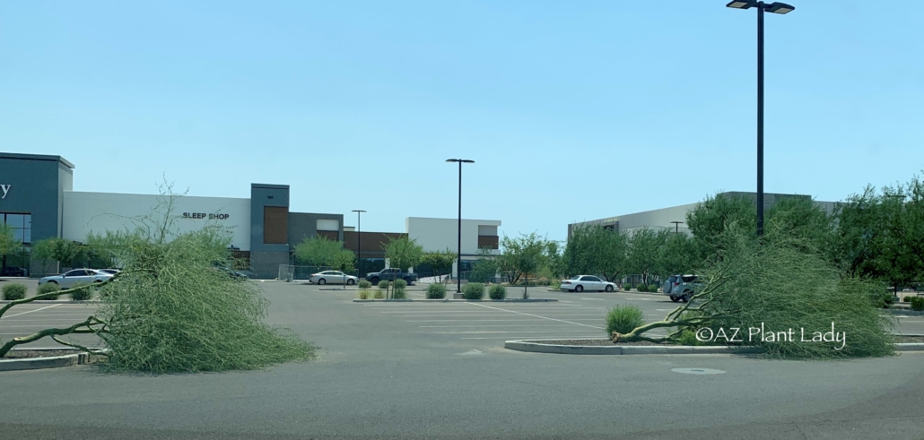 Avoiding Storm Damage of the Palo Verde Tree