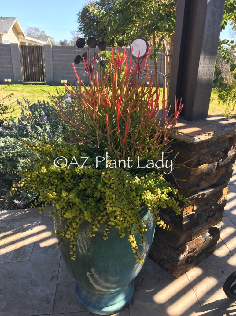 Cactus and Succulents in Containers