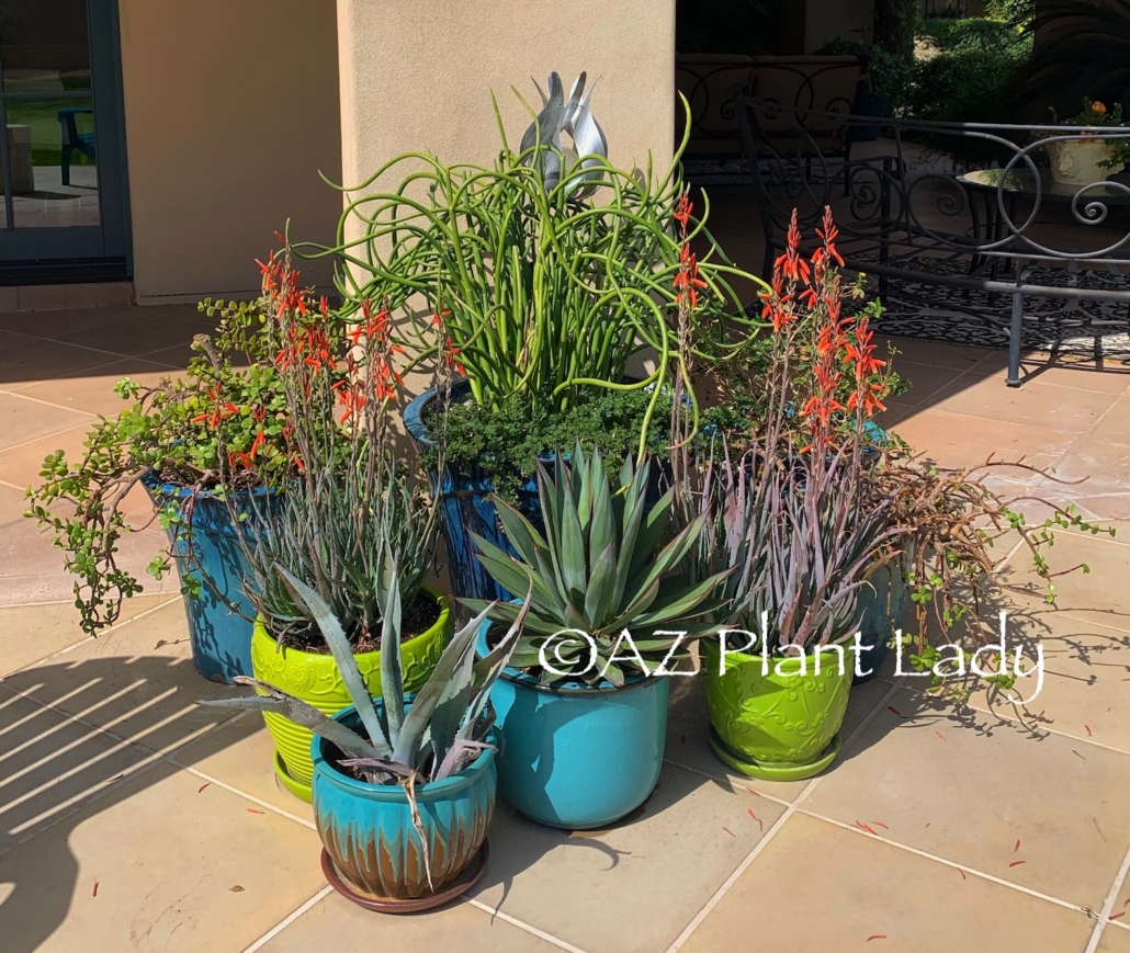 Cactus and Succulents in Containers with bright colors