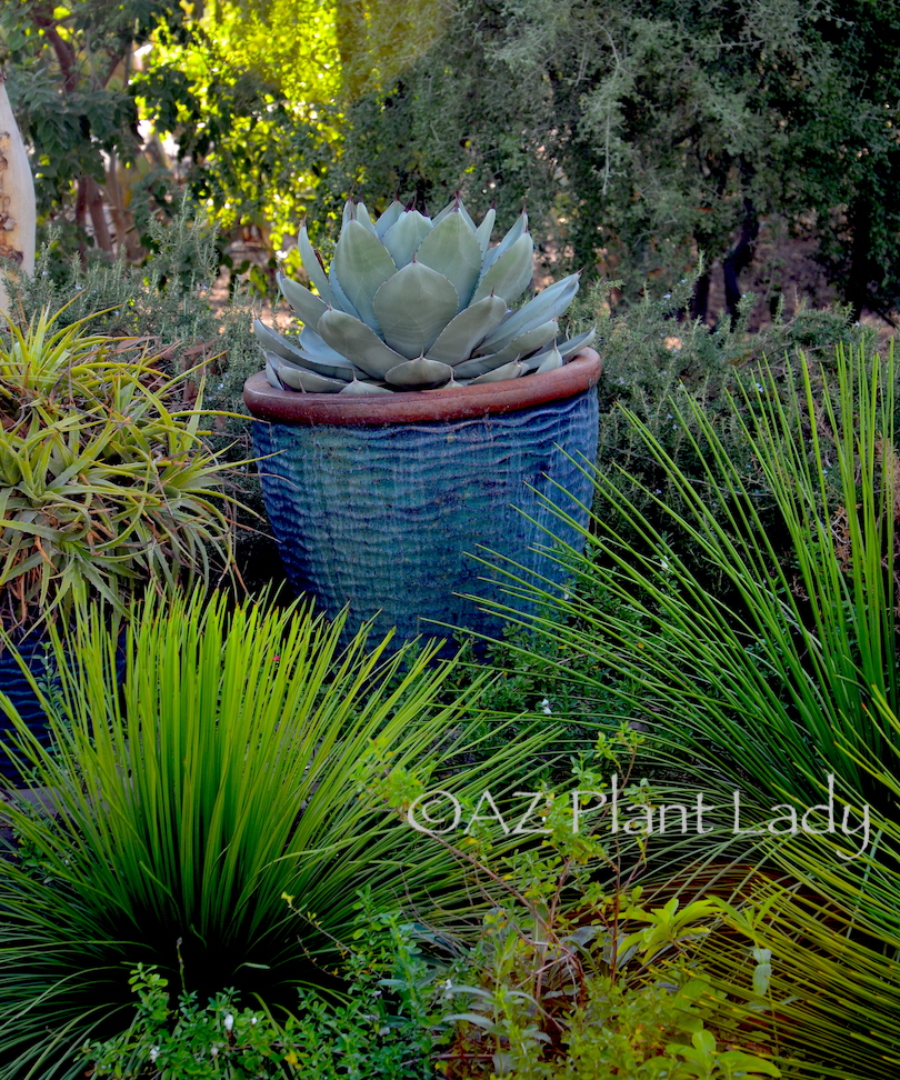 Dry Climate garden