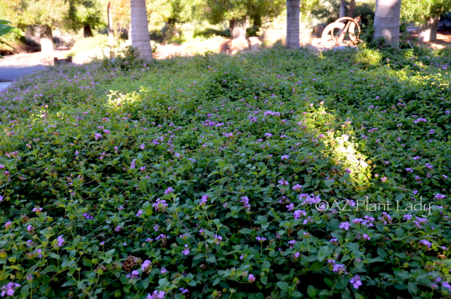 green ground cover
