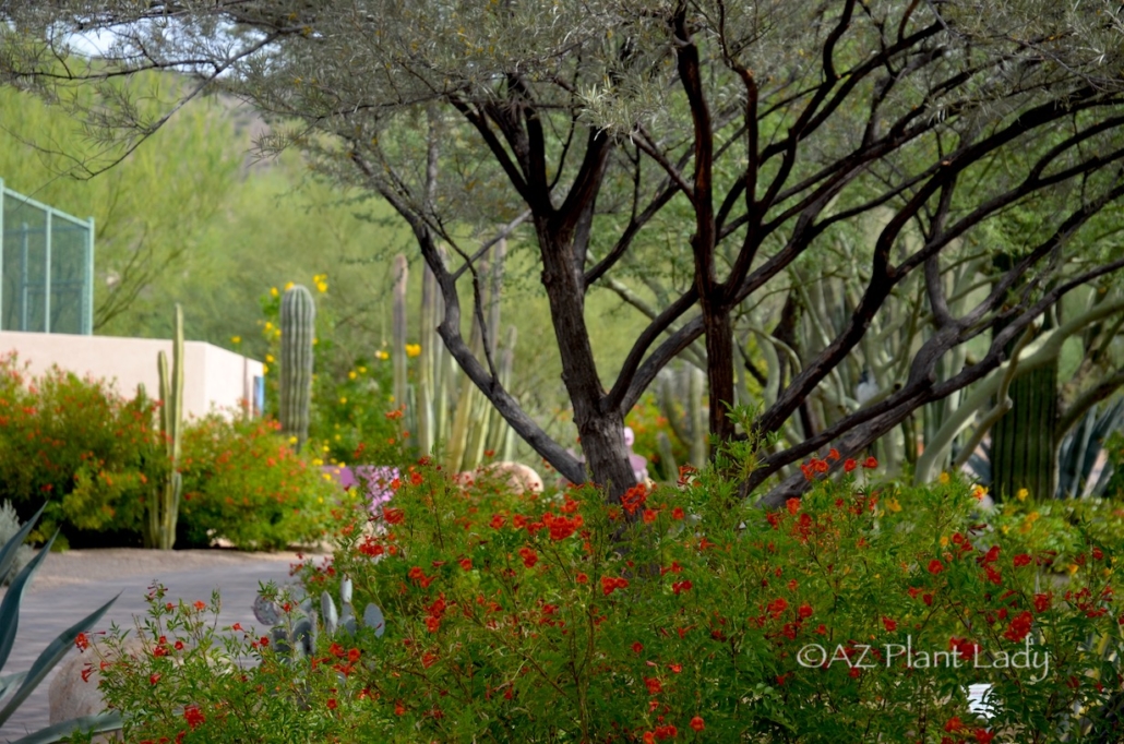 colorful shrubs and tree in garden