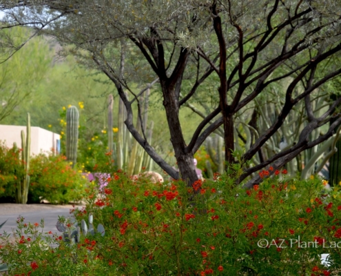 colorful shrubs and tree in garden