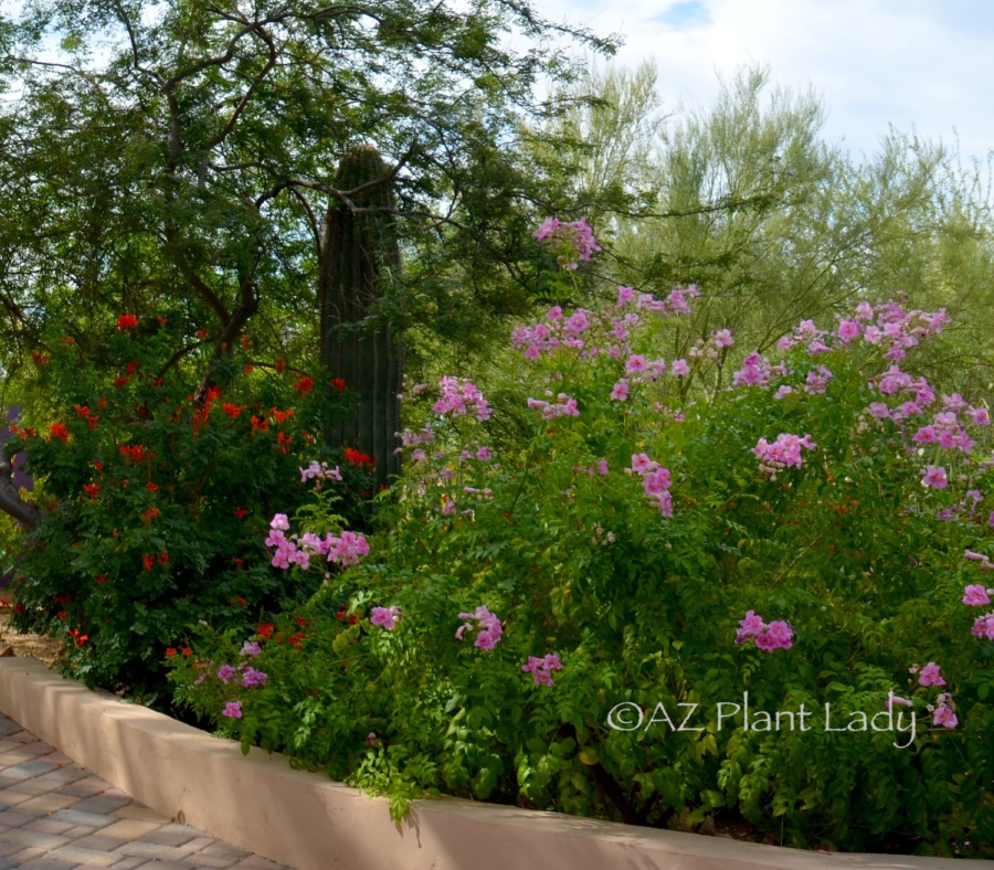 pink flowering shrub