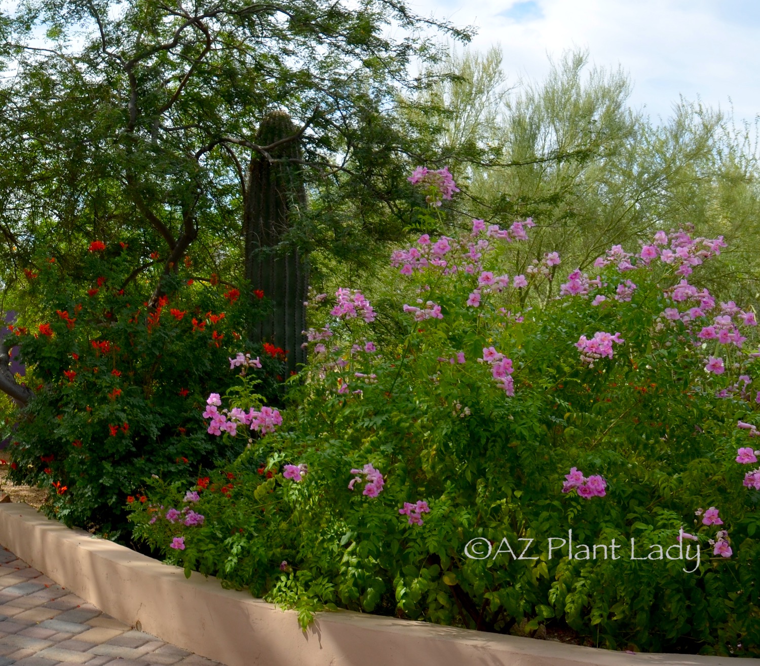 Dry Climate garden