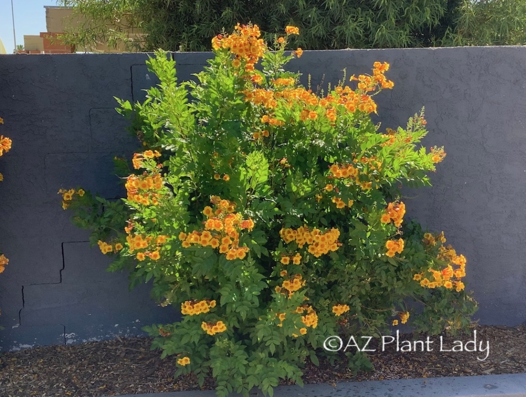 orange flowering shrub