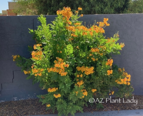 orange flowering shrub