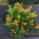 orange flowering shrub