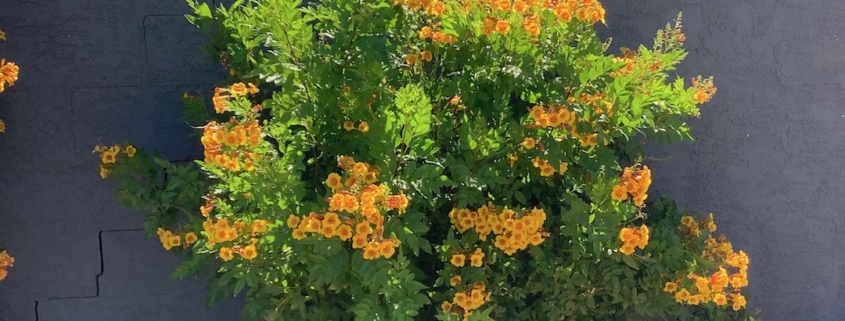 orange flowering shrub