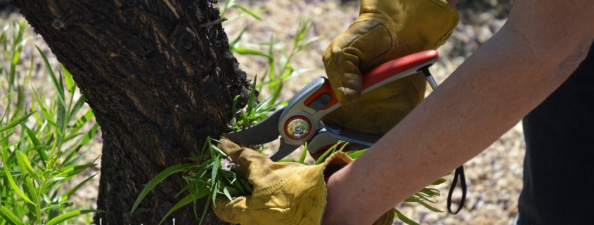 pruning tree suckers