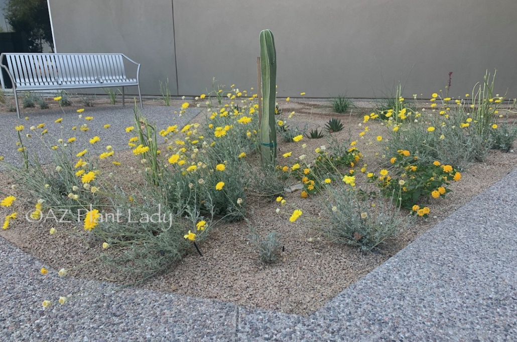 flowering groundcovers and a cactus desert adapted plants landscape